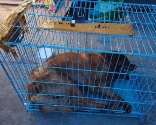 金毛siri被托運致死，主人網上發聲維權，獲網民聲援。