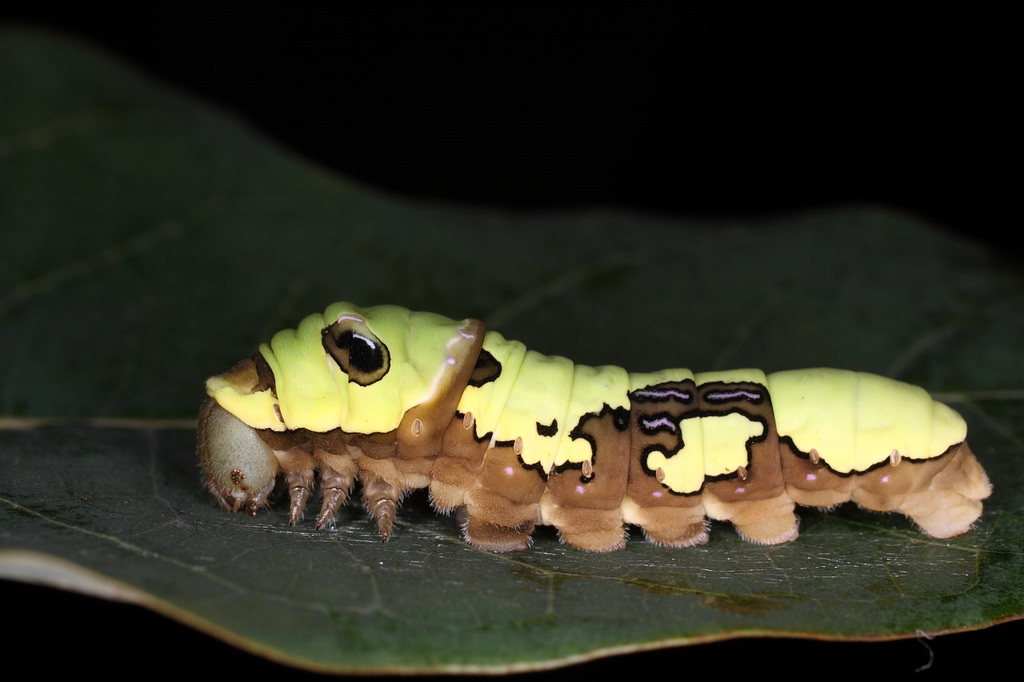 「台湾宽尾凤蝶」幼虫是绿色。