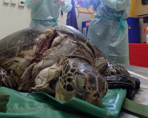 綠海龜或因為船隻撞擊而死亡。海洋動物影像解剖研究組FB圖片