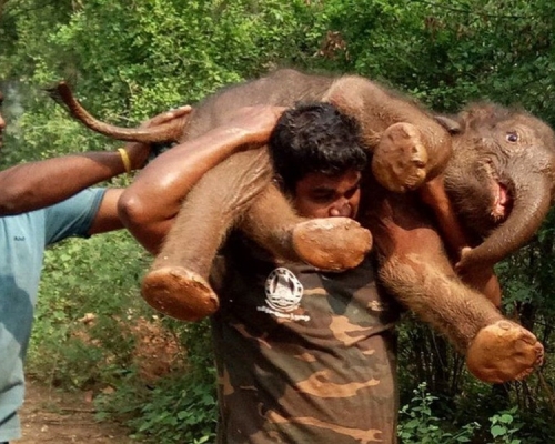 Sarathkumar將重達100公斤的小象往肩上扛。Twitter