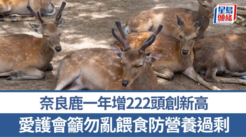 奈良鹿一年增222頭創新高 愛護會籲勿亂餵食防營養過剩