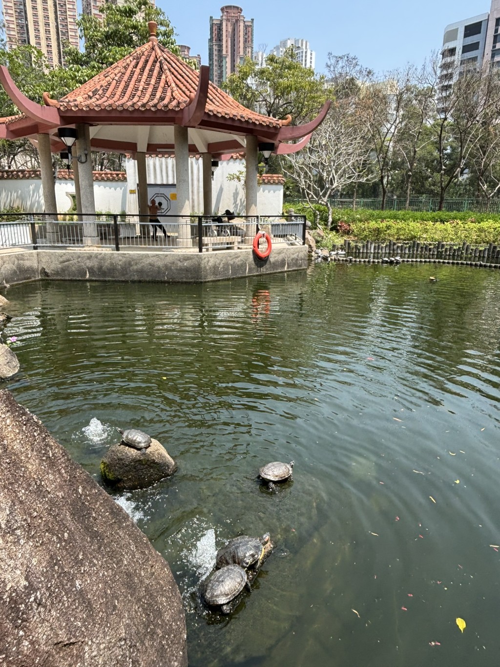 中式亭台的池塘中飼有錦鯉和龜。（圖片來源：《親子王》）