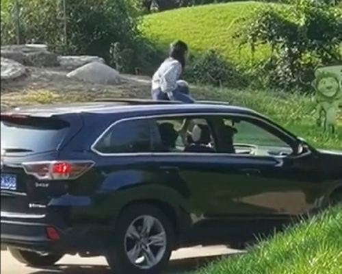 女童坐车顶游北京野生动物园。网上图片