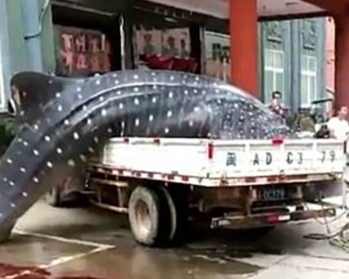 鯨鯊比貨車還要大，尾部一直拖地運送。網圖