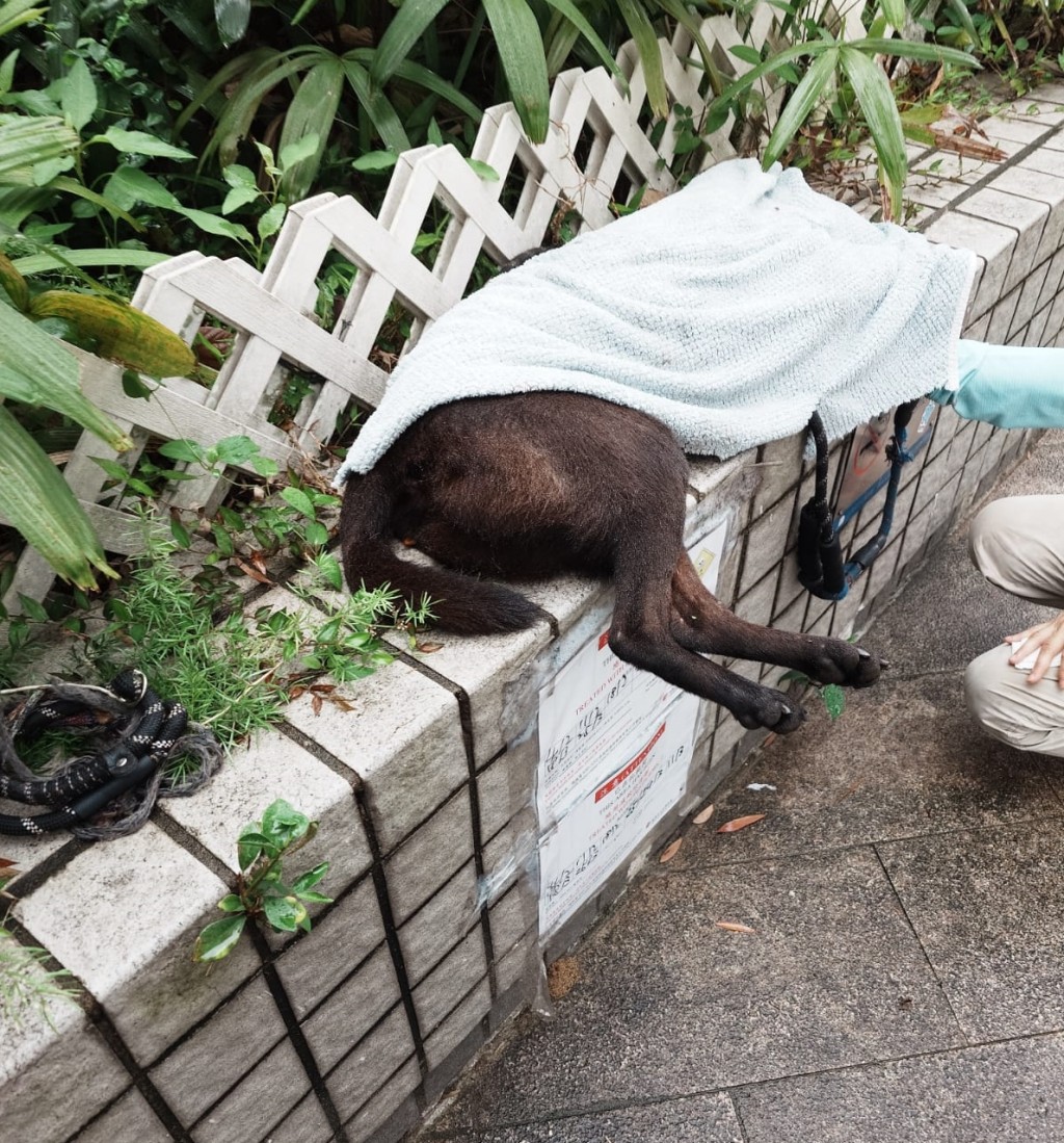 黑狗「啤啤」最後被撞斃,遺體由動物義工檢走。《香港動物報》提供圖片 黑狗「啤啤」最後被撞斃,遺體由動物義工檢走。《香港動物報》提供圖片 