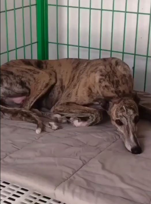 格力犬擁有萬能血成為移動的寵物血庫。抖音＠萌犬陪伴者