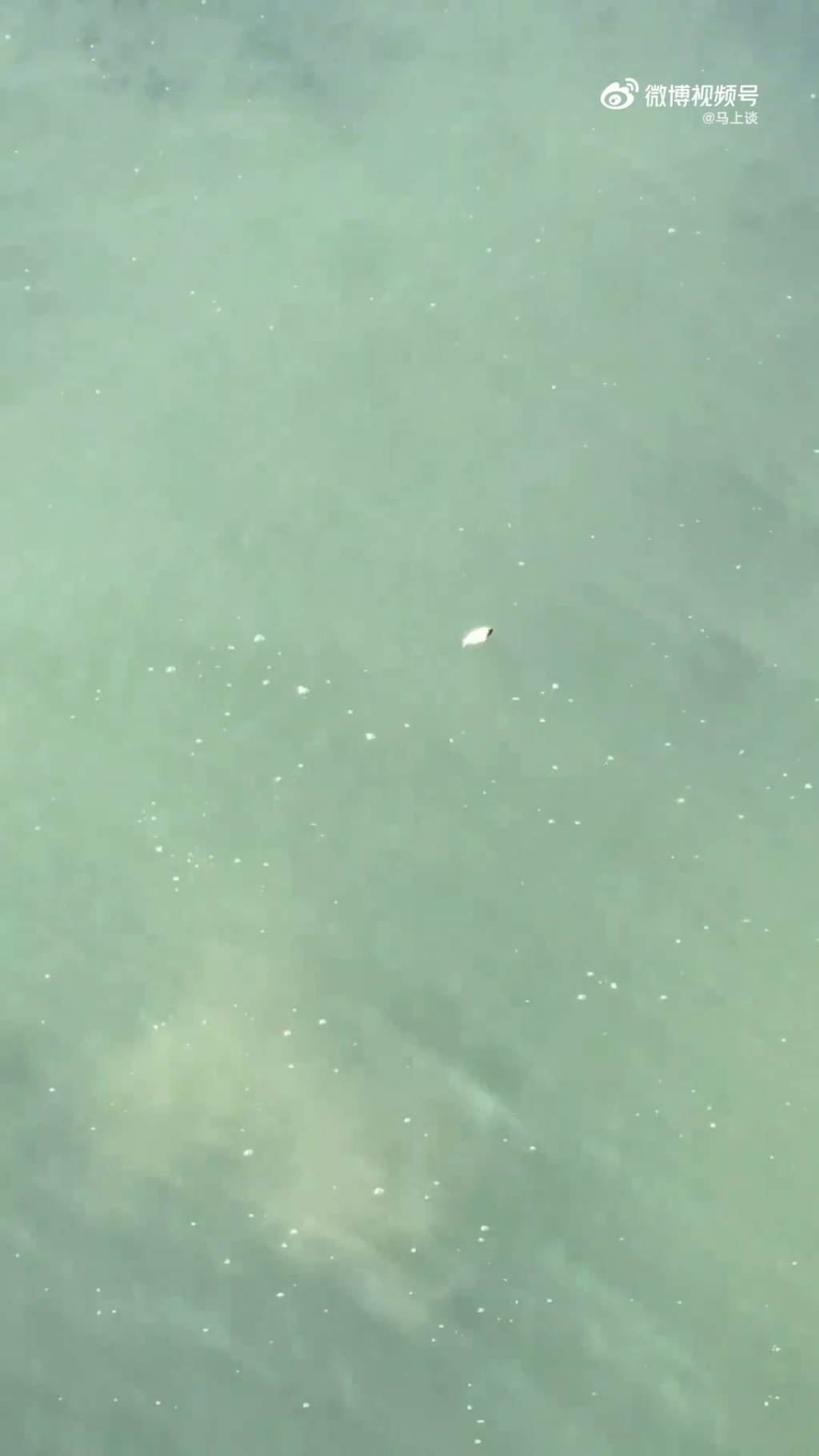 影片拍攝者表示，自己兒子拿了一塊石頭扔下去，砸死了四條魚。