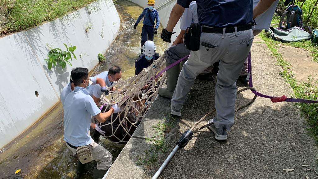 眾人合力將黃牛救回路面。劉漢權攝