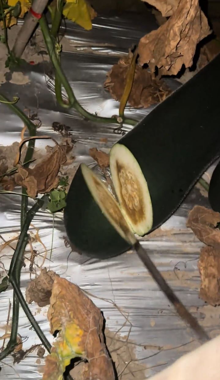 唐先生半夜“扑瓜”片爆红，凭听敲击声可猜到瓜的好坏。抖音@ 小唐菜业合作社