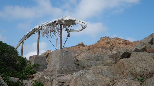 鶴咀鯨魚骨（圖片來源：香港大學網站）