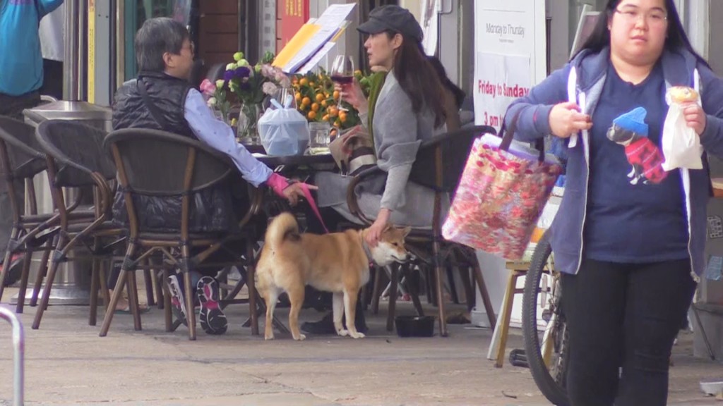 當日約好友食Lunch，萬綺雯都帶埋愛犬Yumi出街。