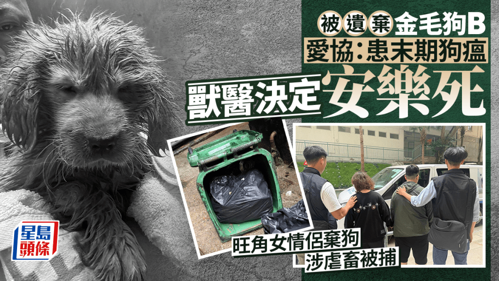 旺角女情侶棄狗｜愛協指金毛狗B已安樂死 患末期狗瘟極痛苦 無法飲水持續抽搐