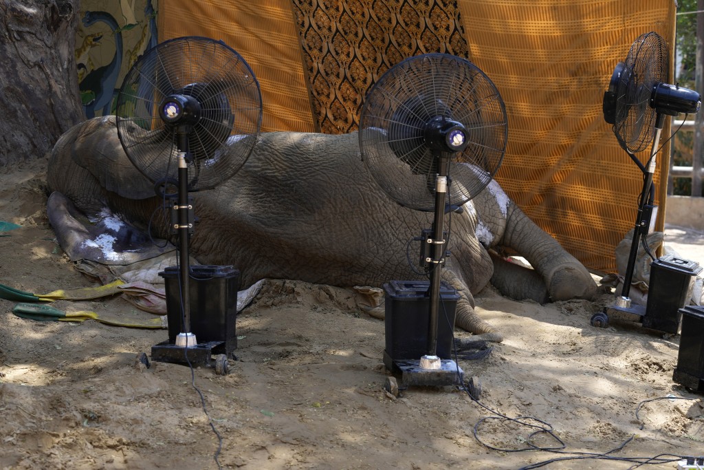 大象潔菡（Noor Jehan）摔倒後不起，園方放置多把風扇，讓大象較舒適。(美聯社)