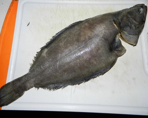 大比目魚。網圖