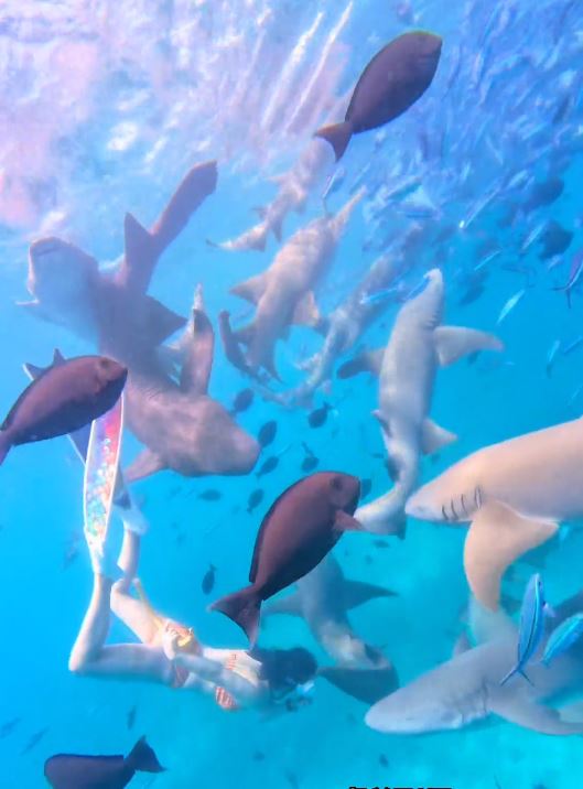 內地女遊客「大姨媽」到仍潛水，疑血腥味刺激鯊魚，導致手部被咬出血洞。抖音＠我愛藍色