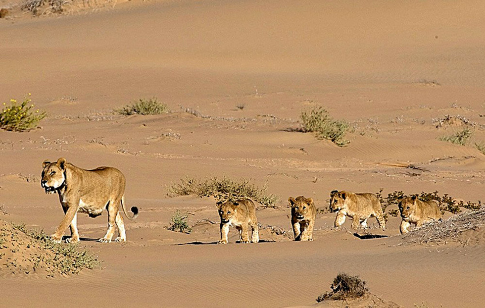納米比亞獅子的數量近幾個月直線下降。Desert Lion Conservation Trust 納米比亞獅子的數量近幾個月直線下降。Desert Lion Conservation Trust