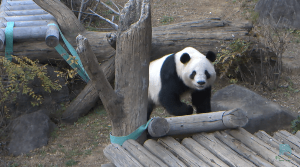 東京上野動物園的雙胞胎大熊貓「曉曉」與「蕾蕾」，原定於2026年2月20日歸還中國，近日傳出因協商調整，歸還時間將提前至2026年1月下旬。上野動物園