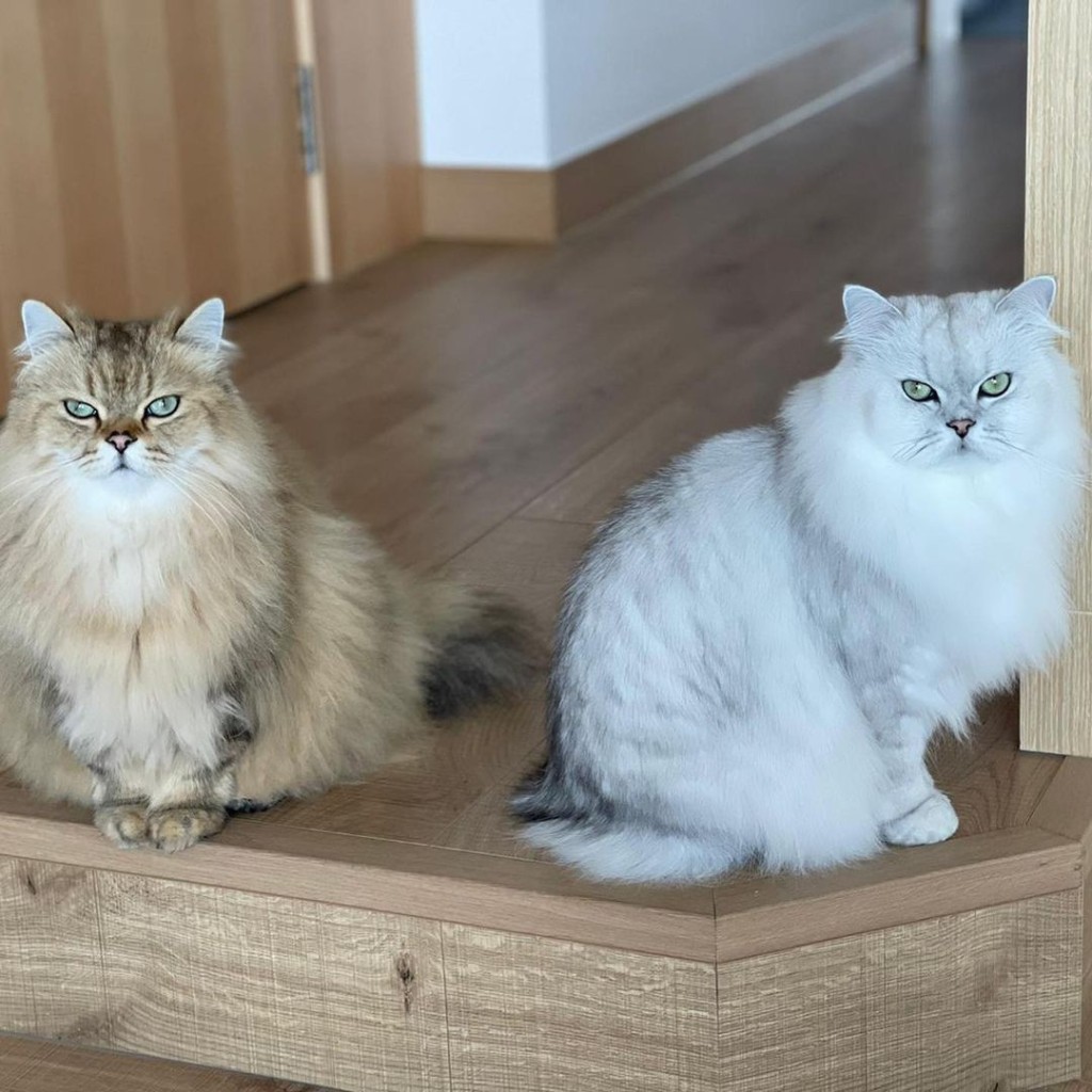 舒淇兩隻貓都好靚。