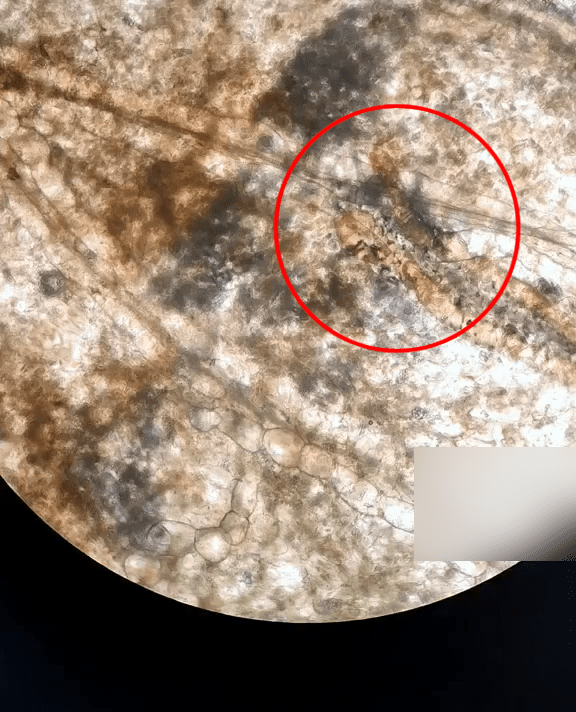 畫面切換為顯微鏡鏡頭下觀察的畫面，見到小蟲在遊走。