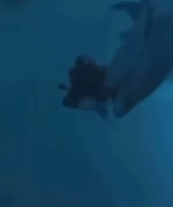 鯊魚突然襲擊女客。