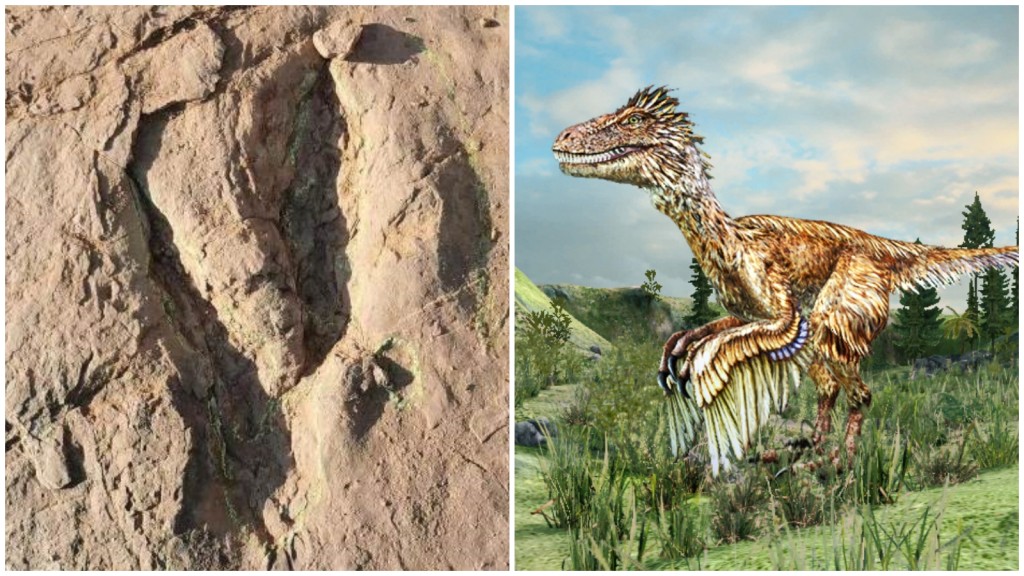 福建發現的世界最大恐爪龍類足跡。