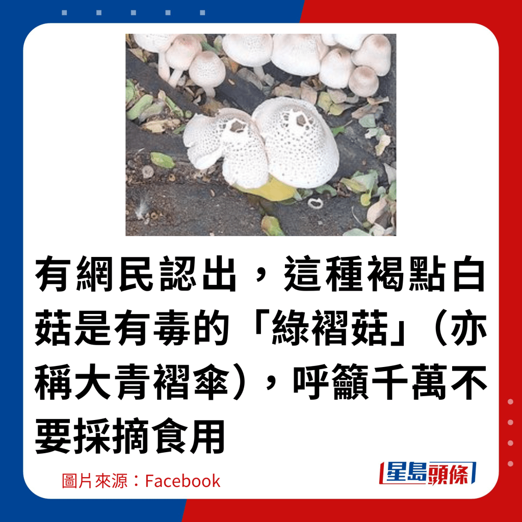 有网民认出，这种褐点白菇是有毒的「绿褶菇」（亦称大青褶伞），呼吁千万不要采摘食用