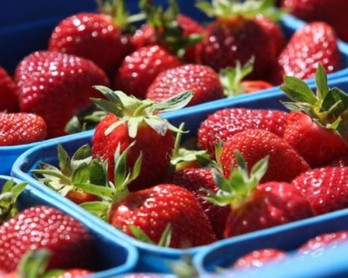 近日，纽西兰一家超市再次发现「藏针士多啤梨」。网图