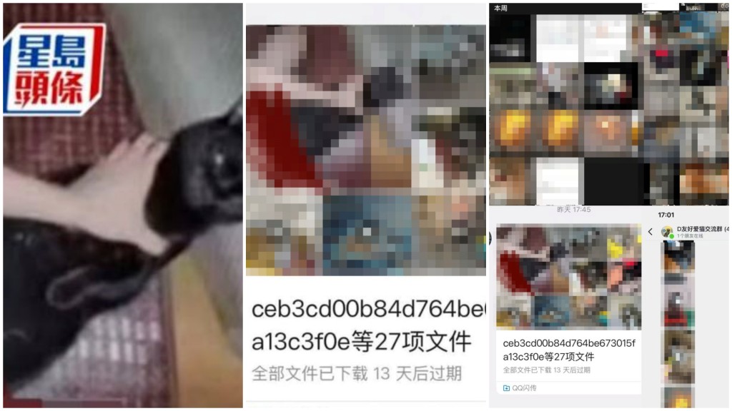 警方在深水埗富昌邨以涉嫌「殘酷對待動物」拘捕一名14歲本地男童，他現已獲准保釋候查。