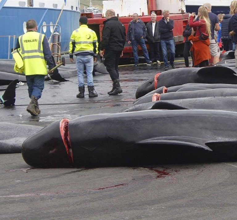 動物組織呼籲停止如此殘暴的惡行。 SEA SHEPHERD圖