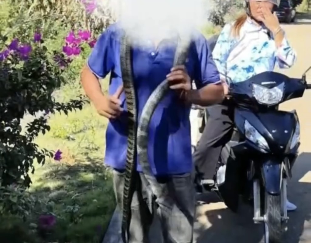 男子誤將眼鏡王蛇把玩,最終被咬身亡。海報新聞 男子誤將眼鏡王蛇把玩,最終被咬身亡。海報新聞