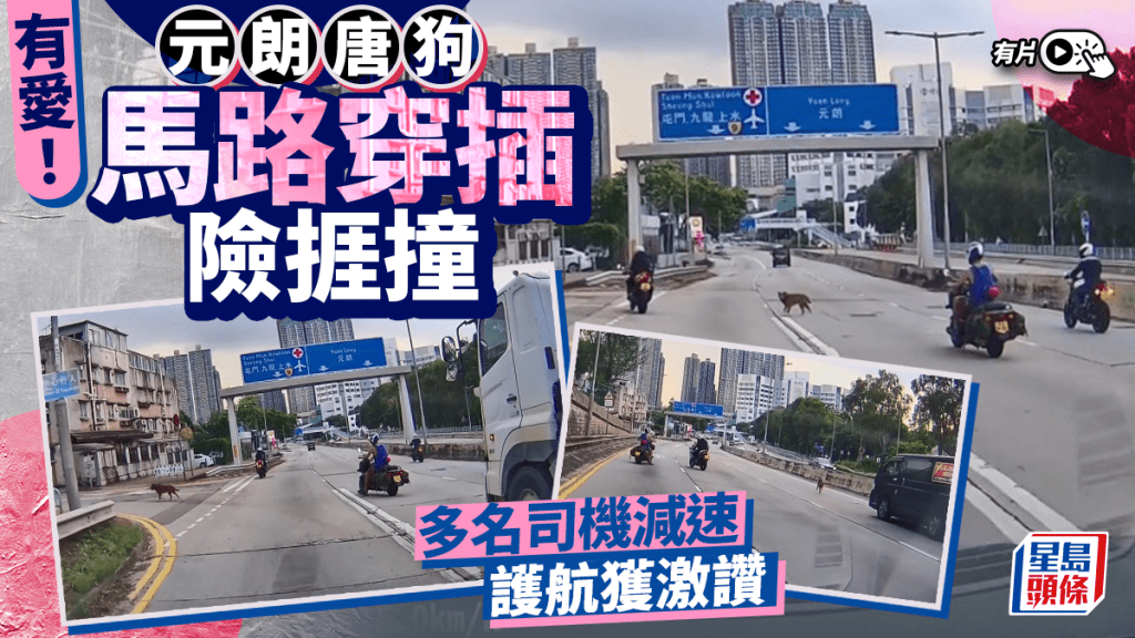 有片｜元朗唐狗馬路上奔走險捱撞 多名司機減速護航獲網民激讚