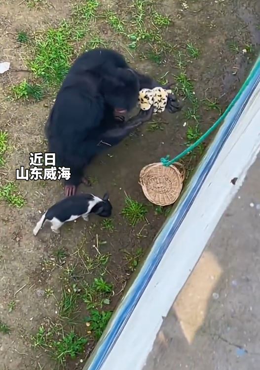 山东大猩猩「东东」过去也曾帮忙，拾回掉落到其生活区内的毛公仔。