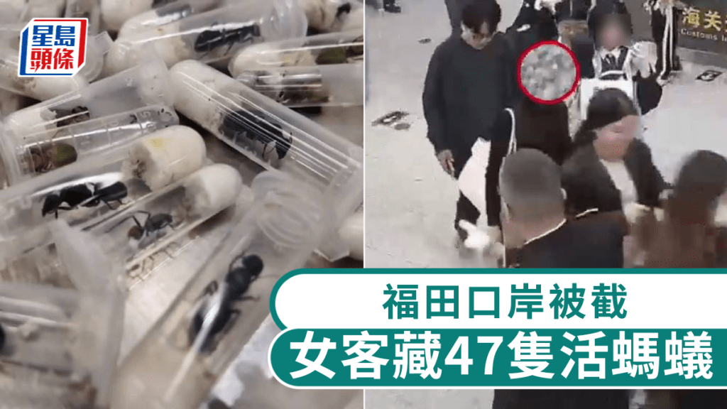 北上女客背包藏47隻活螞蟻，涉外來物種被截。