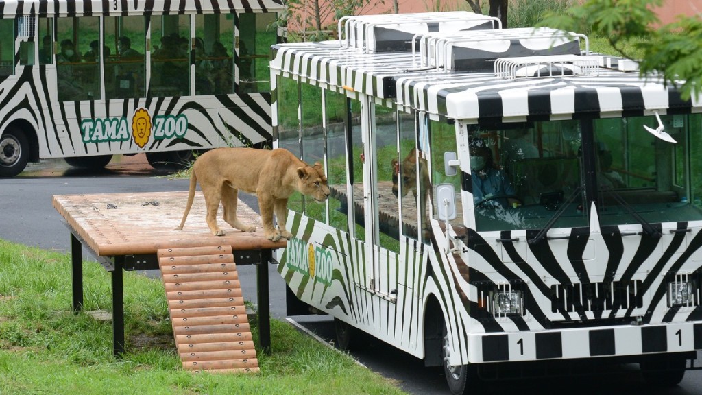 多摩動物公園以「獅子巴士」聞名。 官網圖片