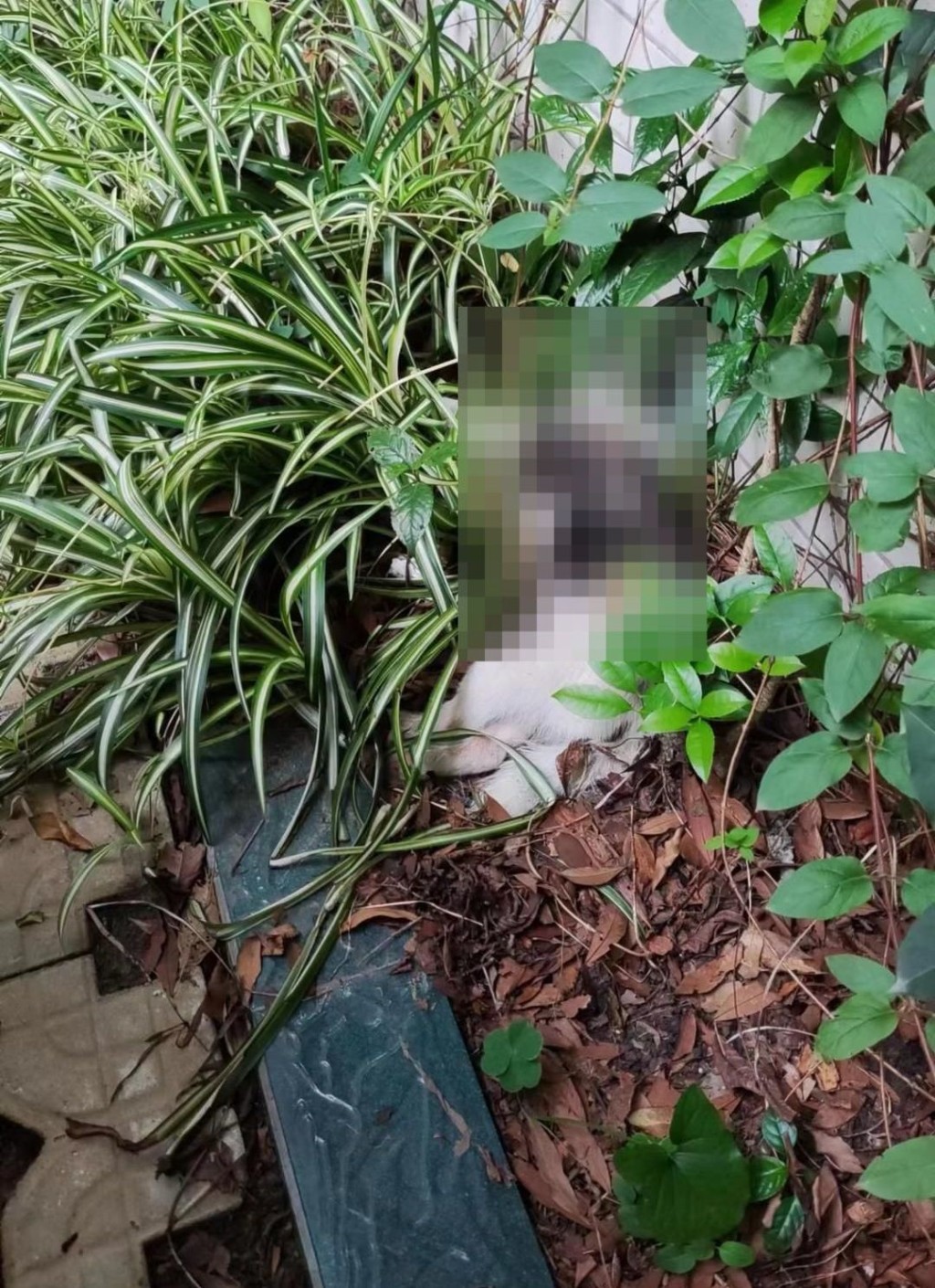 網民發布圖片稱有狗被毒死。