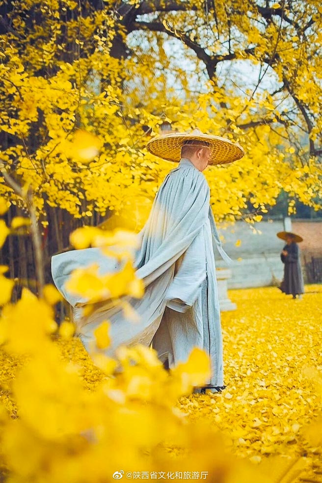 西安终南山古禅寺的千年银杏树