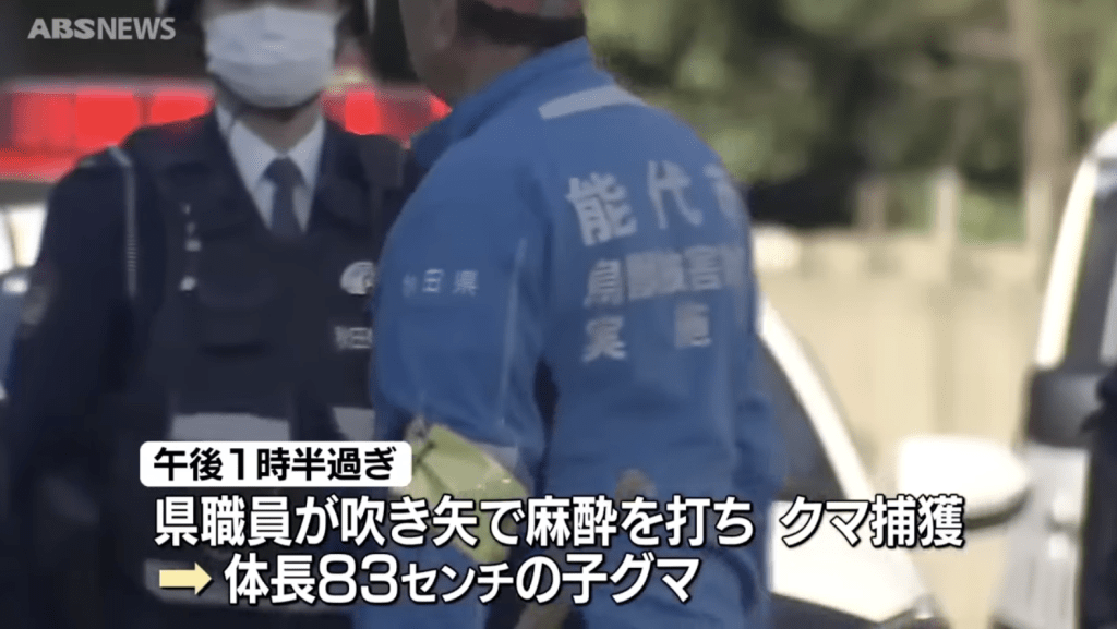 兩個半小時後,縣政府派出的專責人員抵達並使用吹箭射出麻醉針,成功令幼熊倒下。ABSNEWS畫面截圖 兩個半小時後,縣政府派出的專責人員抵達並使用吹箭射出麻醉針,成功令幼熊倒下。ABSNEWS畫面截圖