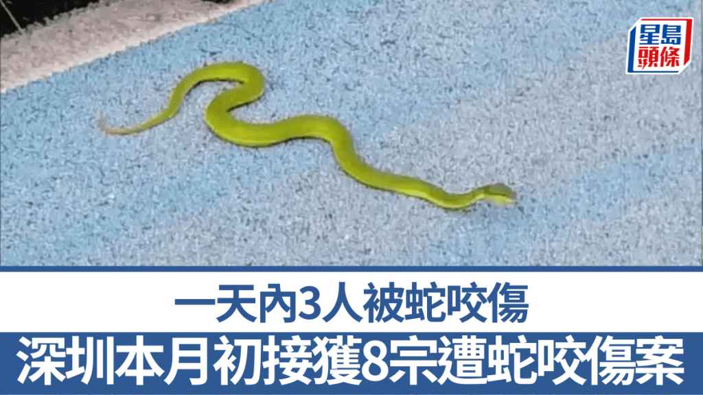 深圳本月初接獲8宗遭蛇咬傷案。