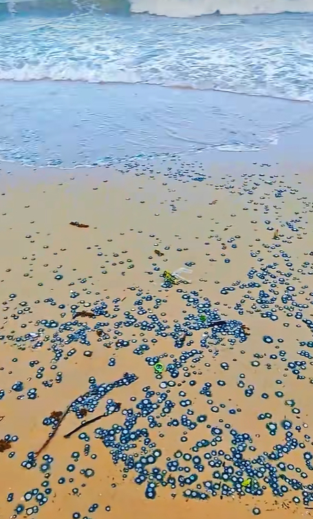 深圳大梅沙海灘近日出現有毒的銀幣水母。微博 深圳大梅沙海灘近日出現有毒的銀幣水母。微博