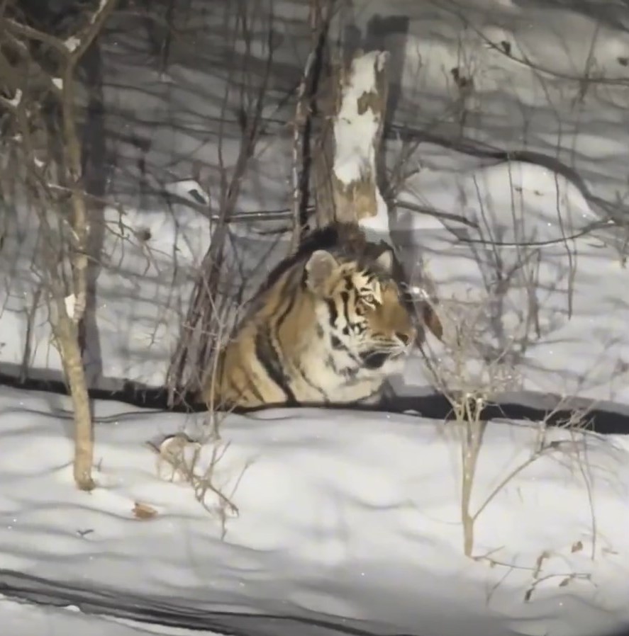 有民众在吉林雪山上发现东北虎。《新京报》