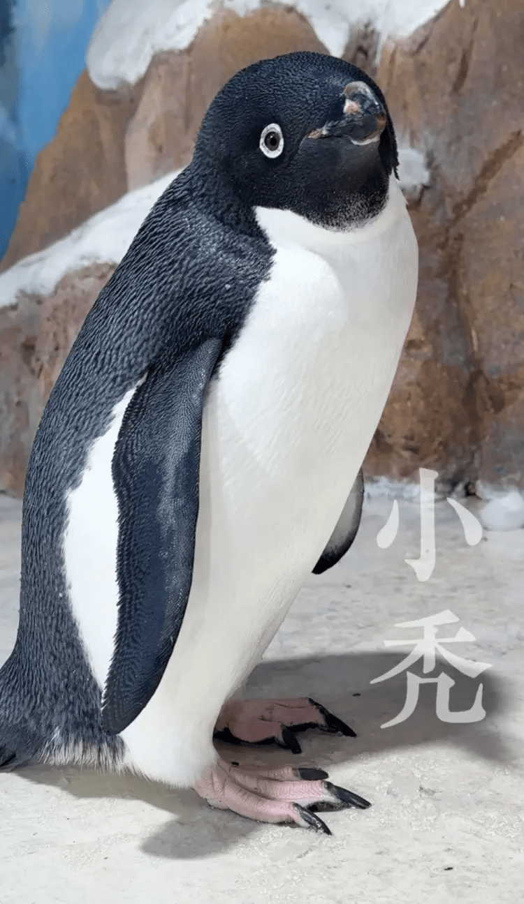 現在的「禿禿」不禿了，絨毛厚實。  夢幻海洋企鵝館視頻截圖