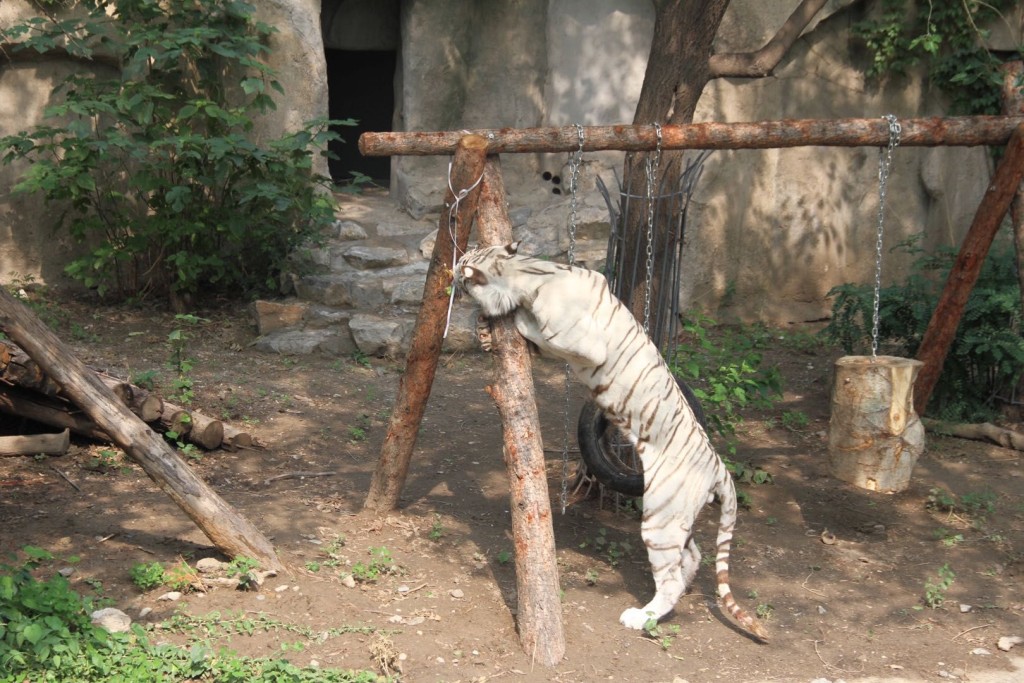 動物園稱已將老虎收回進行矯正訓練,現已回復正常。網圖