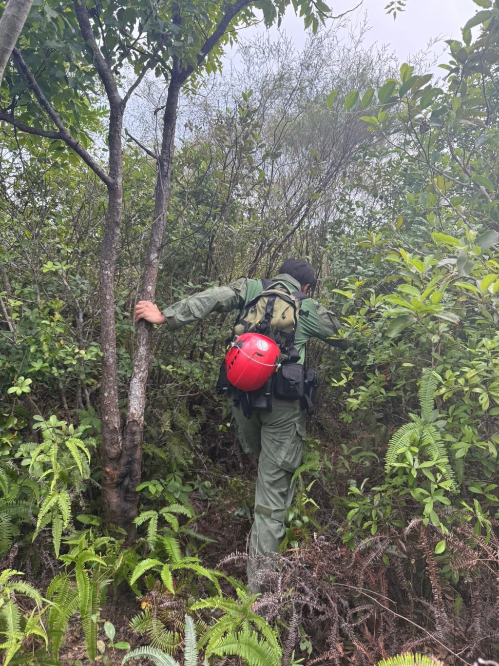 搜救人員爆林搜索。 搜救人員爆林搜索。