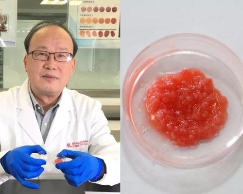 南京農業大學教授周光宏率領研究團隊，成功製造出全國首塊由動物幹細胞擴增、培養出的人造肉。(網圖)