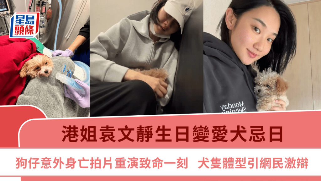 港姐袁文靜生日變愛犬忌日  狗仔意外身亡拍片重演致命一刻  犬隻體型引網民激辯