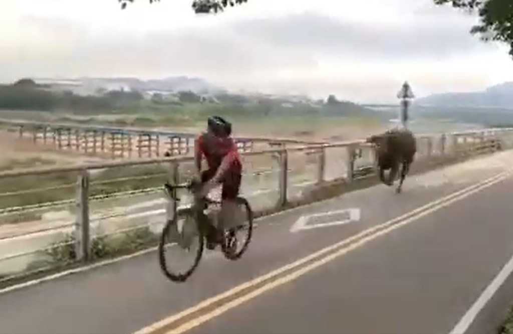 水牛在單車徑上狂追單車騎手。