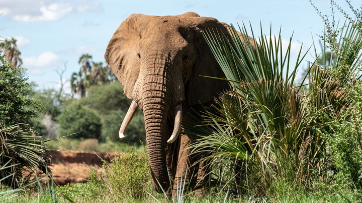 一名沙特阿拉伯遊客在烏干達野生動物園遭大象踩死，當地相關部門正在調查。Unsplash示意圖
