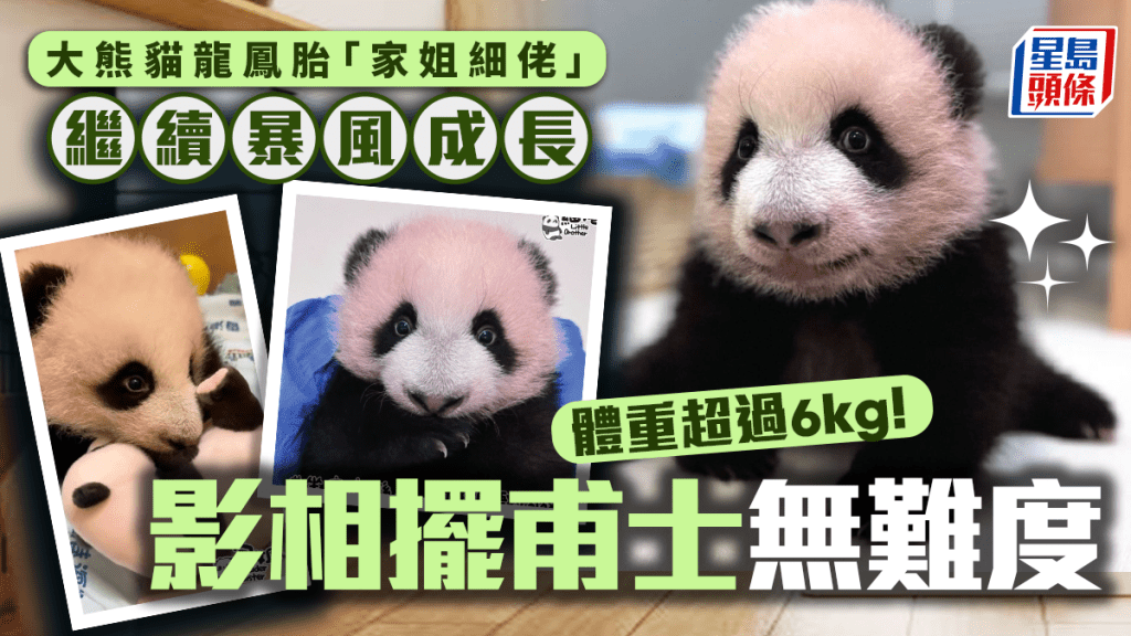 港產大熊貓｜「家姐」和「細佬」繼續暴風成長 體重超過6公斤 已出牙仔