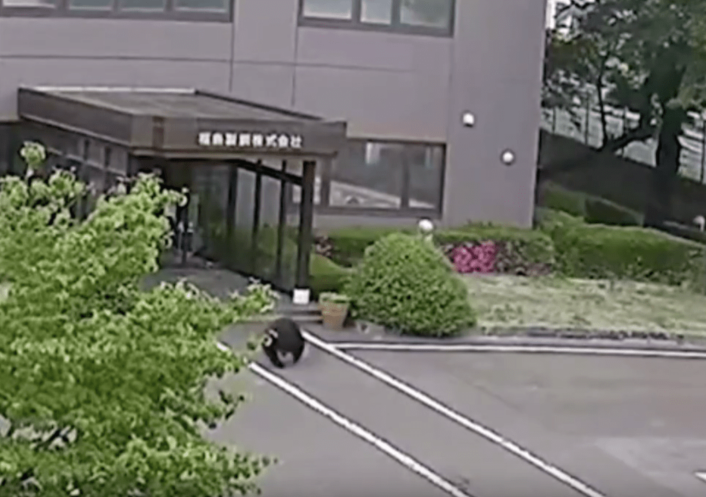 未幾，野熊在建築內跑出逃去。