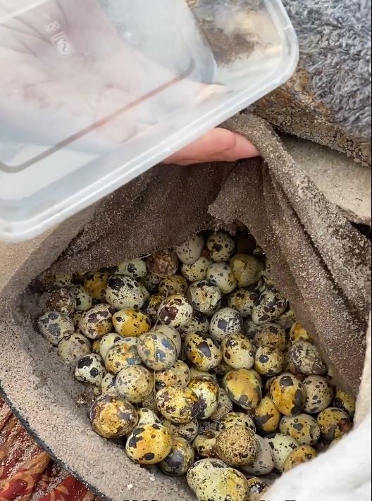 宋愛玉82高齡仍擺攤買鵪鶉蛋，希望儘快把欠下的醫藥費還清。抖音